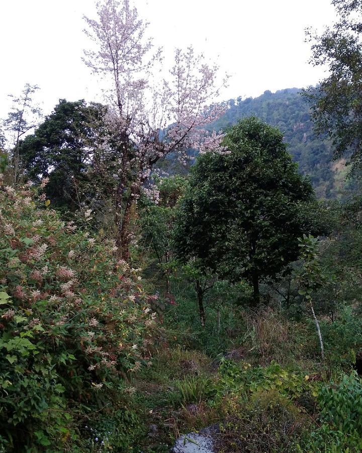 Enchanted Forest Farmstay Гангток Экстерьер фото